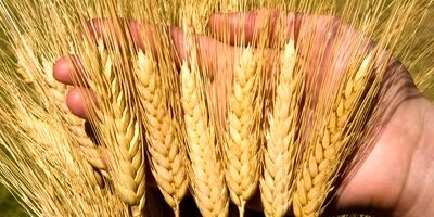 قیمت خرید تضمینی جو برای سال ۱۴۰۳ اعلام شد