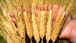 قیمت خرید تضمینی جو برای سال ۱۴۰۳ اعلام شد
