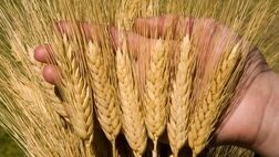 قیمت خرید تضمینی جو برای سال ۱۴۰۳ اعلام شد