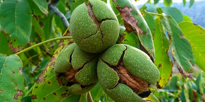 هشدار هواشناسی به باغداران؛ در برداشت میوه تعجیل کنید