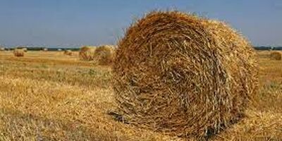 میزان تولید گندم به ۵.۲ میلیون هکتار ارتقا یافت