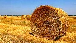 میزان تولید گندم به ۵.۲ میلیون هکتار ارتقا یافت