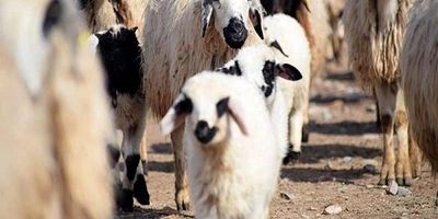 کاهش قیمت دام در راه است 