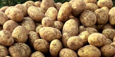 عوارض صادرات سیب زمینی ۷۰ درصد شد