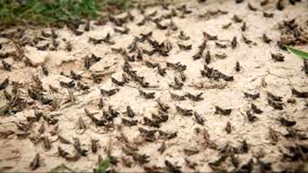 احتمال ۶۰ درصدی هجوم ملخ صحرایی به ایران وجود دارد