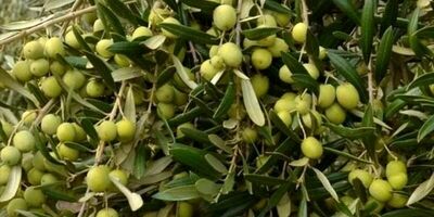 اصلاح بیش از ۱۱ هزار و ۸۰۰ هکتار باغ زیتون در کشور