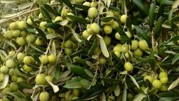 صندوق بیمه از زیتون کاران گلستانی حمایت نمی‌کند