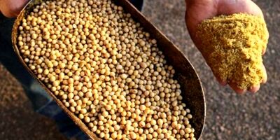 تامین نهاده خریداری شده مرغداران تا ۲۱ اردیبهشت با ارز ترجیحی