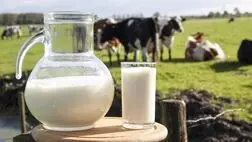 پای لبنیات ایران به چین هم باز شد