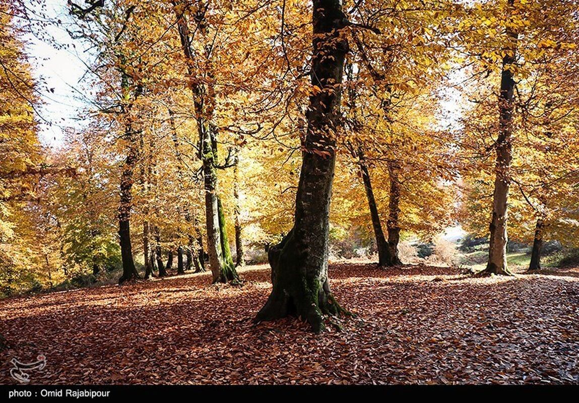 image31