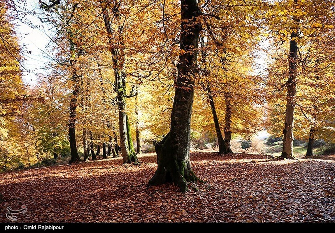 image31