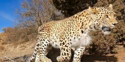 مرگ پلنگ دماوند بر اثر کرونا