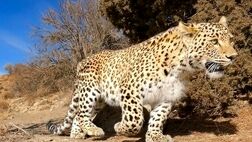 مرگ پلنگ دماوند بر اثر کرونا