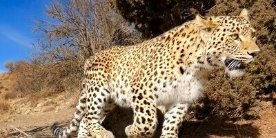 مرگ پلنگ دماوند بر اثر کرونا