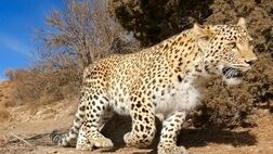 مرگ پلنگ دماوند بر اثر کرونا