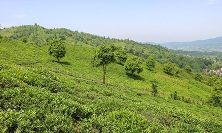 برداشت چای