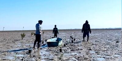 کاشت ۱۰۰۰ نهال حرا در ساحل بوشهر
