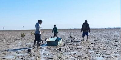 کاشت ۱۰۰۰ نهال حرا در ساحل بوشهر
