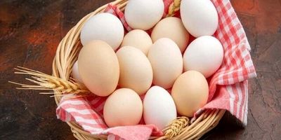 چند تخم مرغ در هفته برای سالمندان مجاز است؟