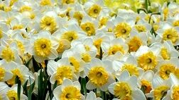  بیمه گل نرگس از خراسان جنوبی آغاز می شود