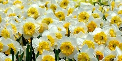  بیمه گل نرگس از خراسان جنوبی آغاز می شود