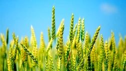 خرید تضمینی گندم از هفته آینده آغاز می‌شود
