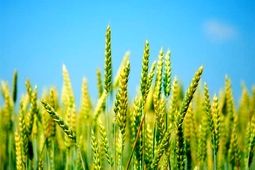 خرید تضمینی گندم از هفته آینده آغاز می‌شود
