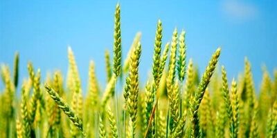 خرید تضمینی گندم از هفته آینده آغاز می‌شود
