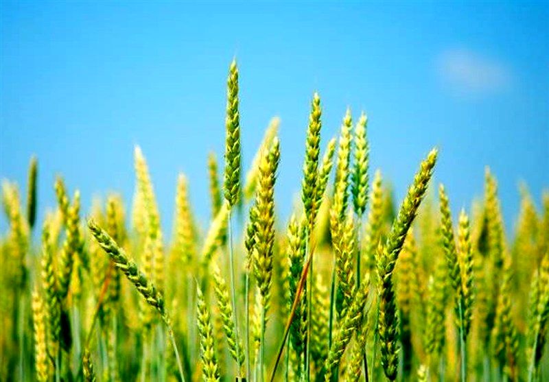 خرید تضمینی گندم از هفته آینده آغاز می‌شود
