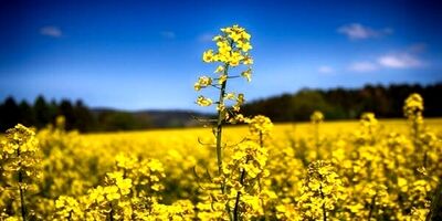 بساط مصرف بالای روغن و قاچاق برچیده می‌شود