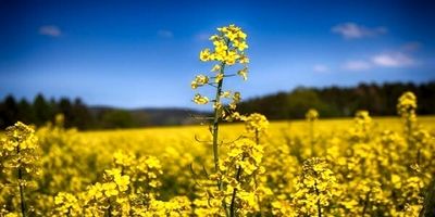 ضرورت رفع ابهام وضعیت ارزی روغن خام تا پایان سال