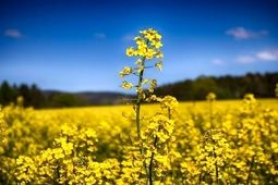 بساط مصرف بالای روغن و قاچاق برچیده می‌شود
