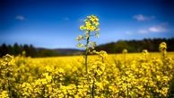 بساط مصرف بالای روغن و قاچاق برچیده می‌شود
