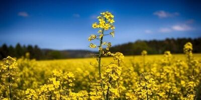بساط مصرف بالای روغن و قاچاق برچیده می‌شود
