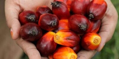 افزایش قیمت جهانی روغن به بهانه قیمت مناسب داخلی