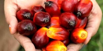 واردات انواع روغن خام کاهش قابل توجهی یافت