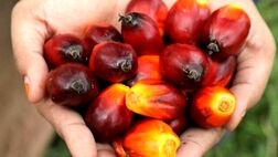 افزایش قیمت جهانی روغن به بهانه قیمت مناسب داخلی