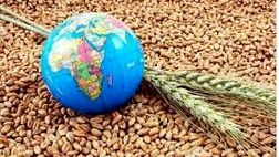 اجرای ۵۰ پروژه ملی در سه حوزه اولویت‌دار تامین امنیت غذایی در کشور
