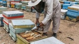 یک پنجم کلنی‌های عسل چهارمحال و بختیاری زیرپوشش صندوق بیمه قرار دارند