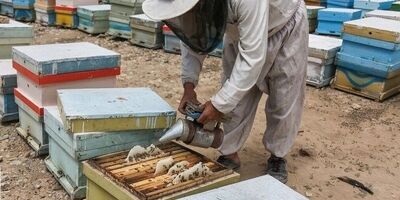 یک پنجم کلنی‌های عسل چهارمحال و بختیاری زیرپوشش صندوق بیمه قرار دارند