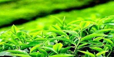 تولید چای خشک به بیش از ۳۳ هزار تن رسید