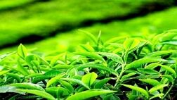 تولید چای خشک به بیش از ۳۳ هزار تن رسید