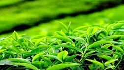 تولید چای خشک به بیش از ۳۳ هزار تن رسید