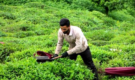 برداشت چای