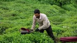 
۱۱ هزار و ۷۰۰ تن چای خشک تولید شد
