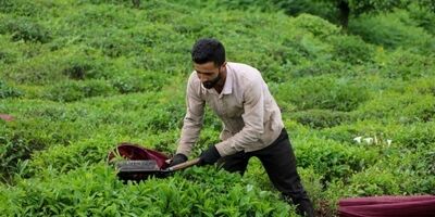
۱۱ هزار و ۷۰۰ تن چای خشک تولید شد