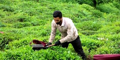 
۱۱ هزار و ۷۰۰ تن چای خشک تولید شد