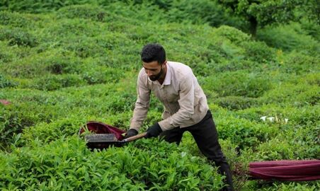 برداشت چای