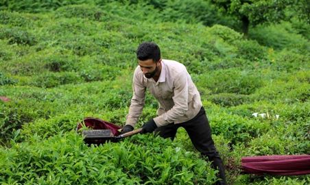 برداشت چای