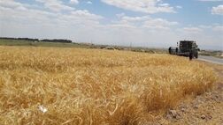 پیش‌بینی کاهش تولید غلات در اروپا به‌خاطر کمبود آب و خشکی هوا